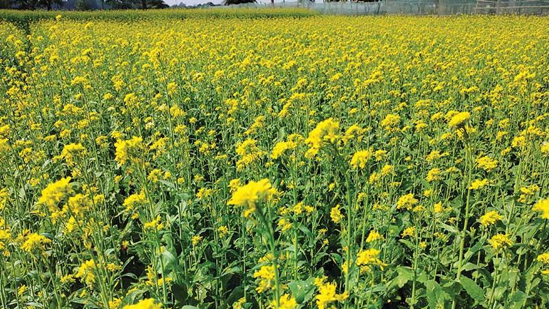 বগুড়ায় দুই বছরে ১৭ হাজার হেক্টর জমিতে সরিষার আবাদ কমেছে