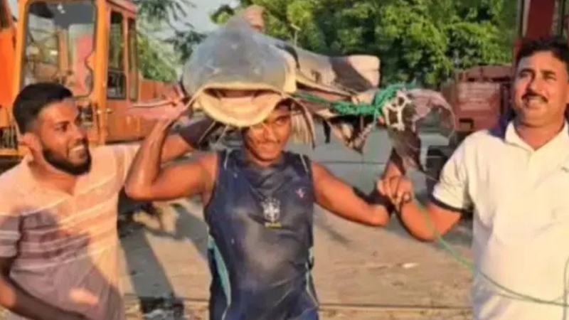 পদ্মায় জালে ৩২ কেজির বাগাড়