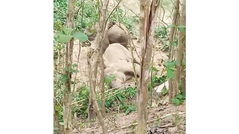 বুনো হাতির মৃত্যু