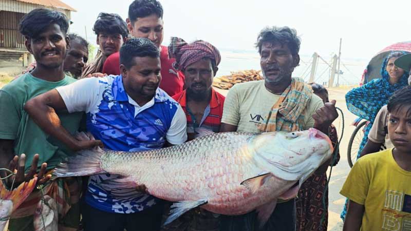 পদ্মা-যমুনার মোহনায় ধরা পড়ল ২৮ কেজি ওজনের কাতল