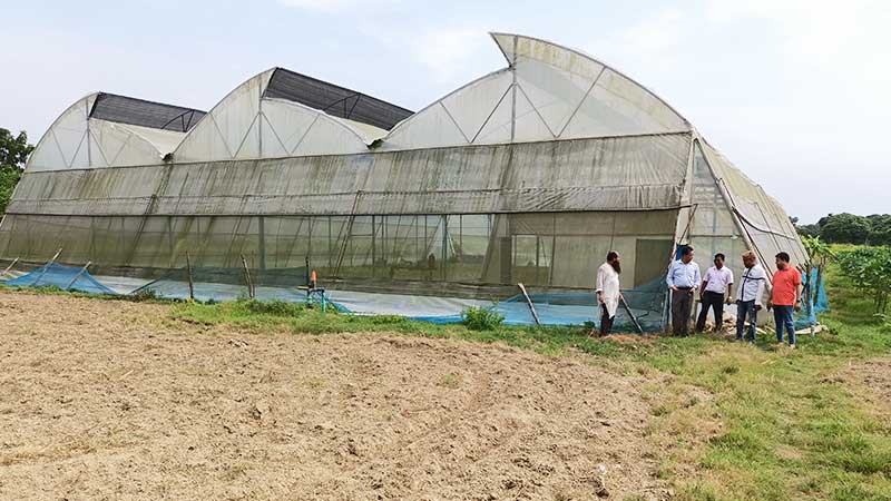 পাবনায় পলিনেট হাউজে বারোমাসি সবজি আবাদ
