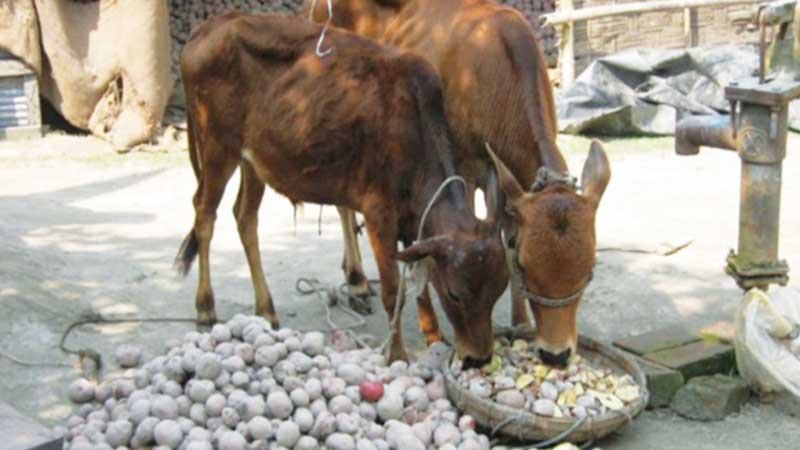 দাম কম, নীলফামারীর হিমাগারে পড়ে থাকা আলু খাওয়ানো হচ্ছে গরুকে