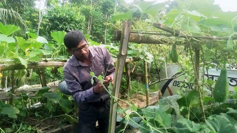 যশোরে শেকড় প্রযুক্তিতে বাড়ির ছাদে সবজি আবাদ