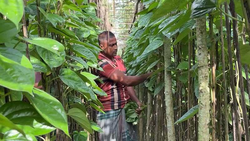 হিলিতে ক্রেতা সংকটে লোকসানে পানচাষীরা