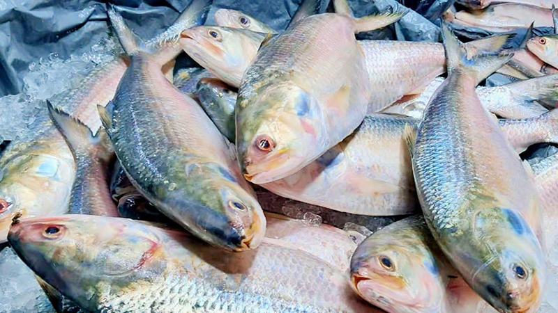 নদীতে মিলছে না ইলিশ, চাঁদপুরে এক কেজির দাম ২৬শ