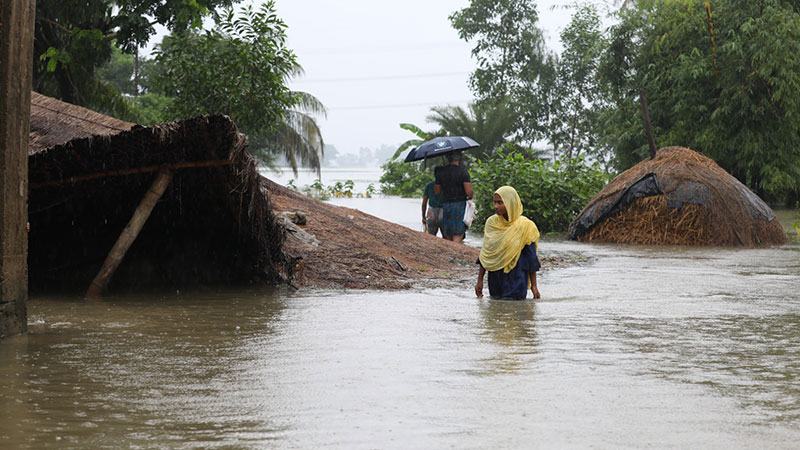 বন্যায় প্রাণিসম্পদ খাতে ৭৭ কোটি টাকার ক্ষতি, ৭৮ শতাংশই চট্টগ্রাম জেলায়
