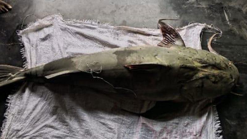 কুড়িগ্রামে ব্রহ্মপুত্রে ধরা পড়ল ৫৫ কেজির বাঘাইড়