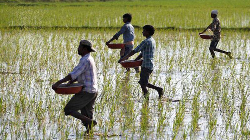 বিশ্ববাজারে ইউরিয়া সারের দাম কমল ৫০ শতাংশ