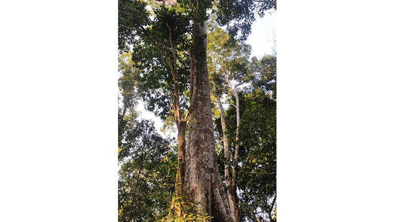 প্রতিকূলতার মাঝেও পাহাড়ি বনে অস্তিত্ব টিকিয়ে রেখেছে ২০ প্রজাতির প্রাচীন বৃক্ষ