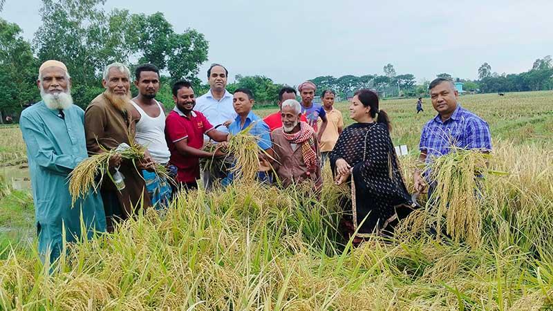 একবার রোপণে পাঁচ বছর ফলন দেবে বহুবর্ষজীবী ধান