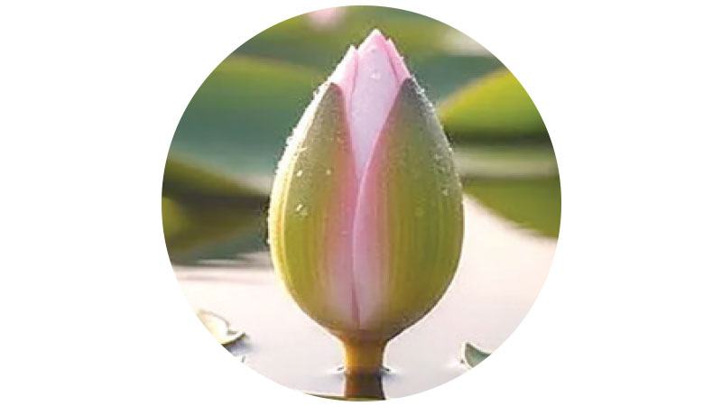 ‘শাপলা কলি’ নিয়েই ভোটে যাচ্ছে এনসিপি