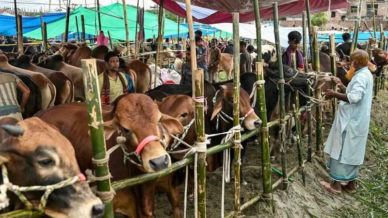 কোরবানির পশু কেমন হওয়া উচিৎ