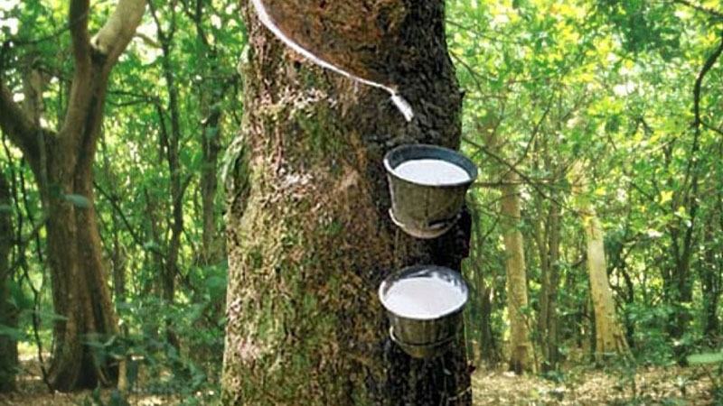 আন্তর্জাতিক বাজারে রাবারের দর বৃদ্ধি