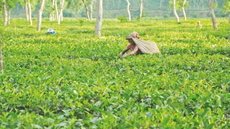 চা শতবর্ষী বাংলাদেশী রফতানি পণ্য