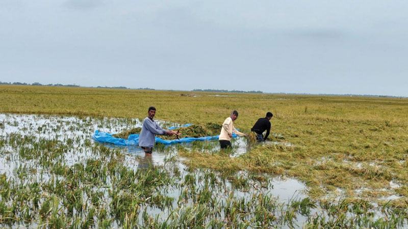 বন্যার আগেই হাওরের ধান রক্ষা করতে হবে