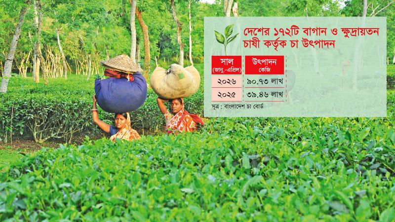 দেশের বাগানগুলোয় ১৩০% বাড়তি চা উৎপাদন