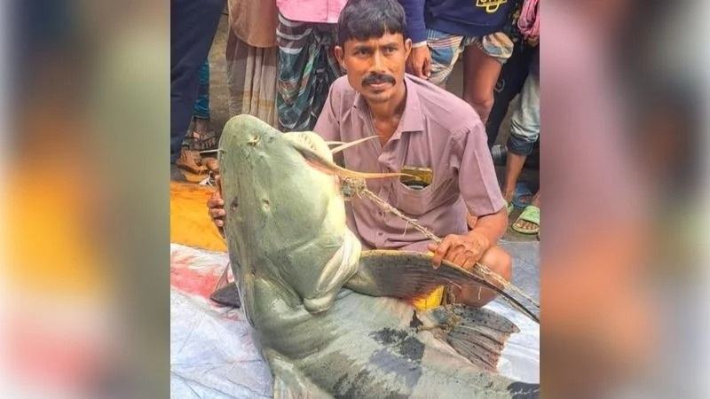 ব্রহ্মপুত্রে ধরা পড়ল ৯০ কেজির বাঘাইড়, বিক্রি হলো ১ লাখ টাকায়