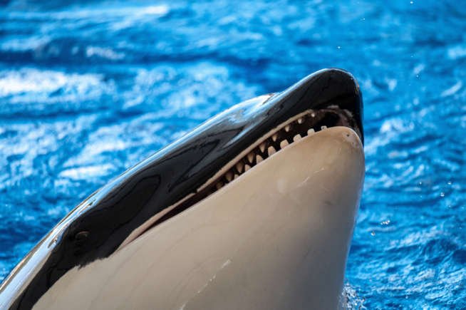 AA26N6u7 (1)
