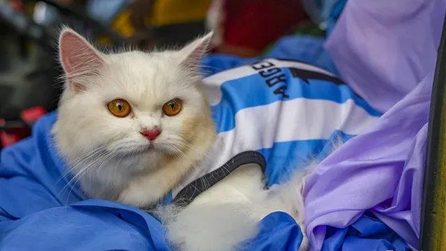 Argentina_Supporter_football_World_Cup_MAS_160626_026
