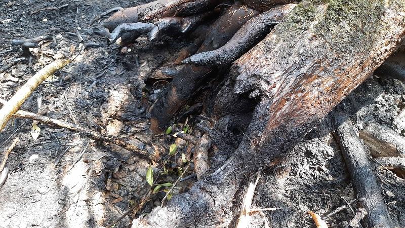 সুন্দরবনের দুই এলাকায় আগুনে সাড়ে ৫ একর বনভূমি ক্ষতিগ্রস্থ