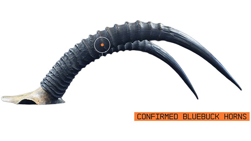 Bluebuck-antelop's-Horns