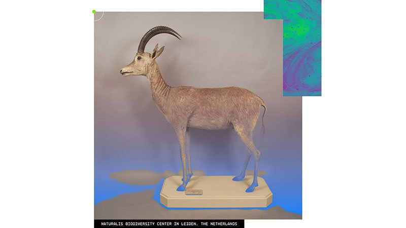 Bluebuck-in-Netherlands