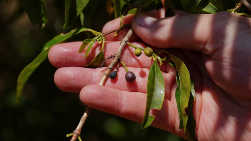Brazilian researchers remix coffee varieties to confront climate challenge