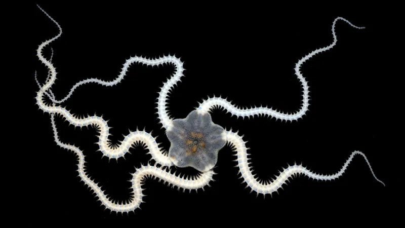 Brittlestar-BBC