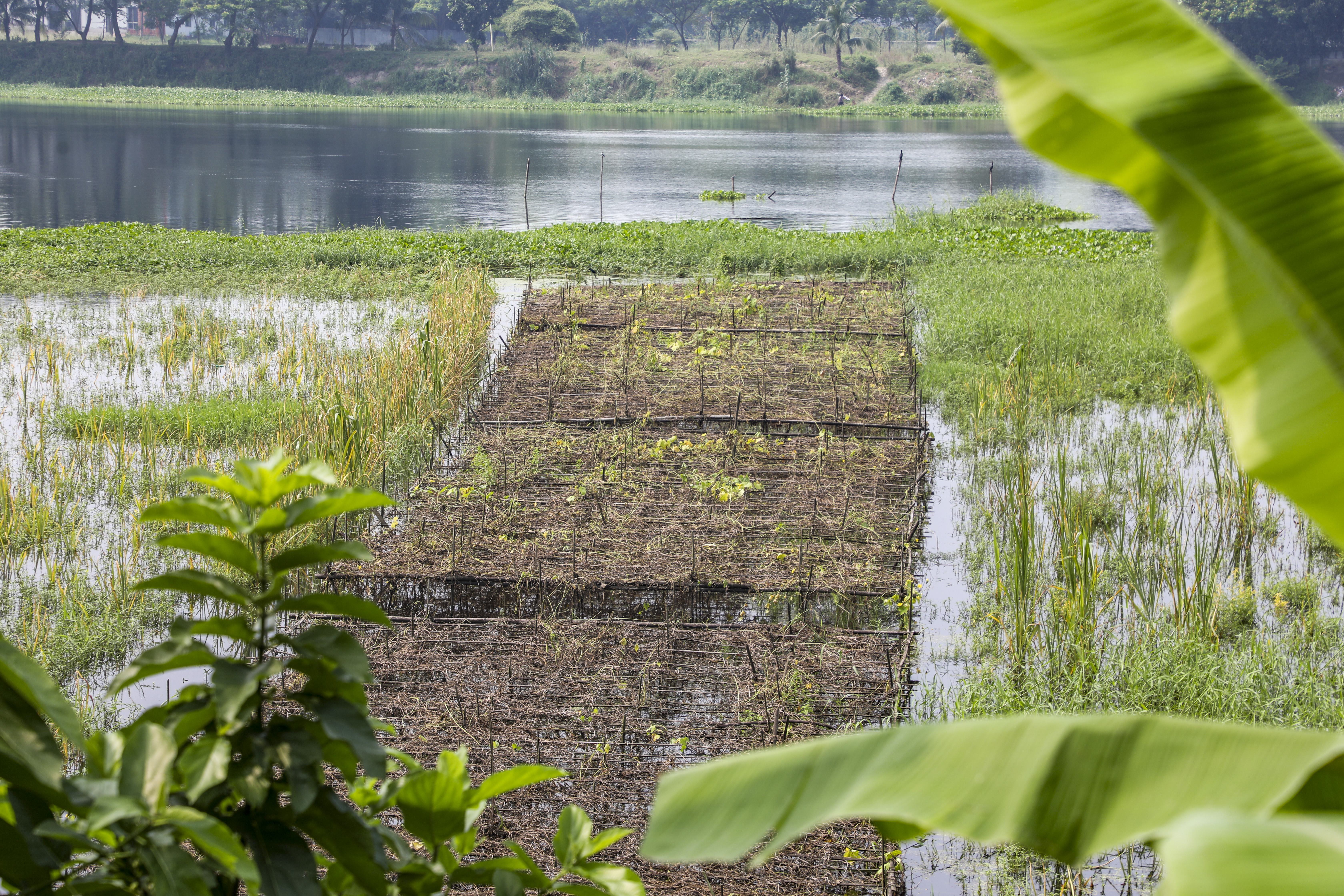 বন্যায় নষ্ট ফসল