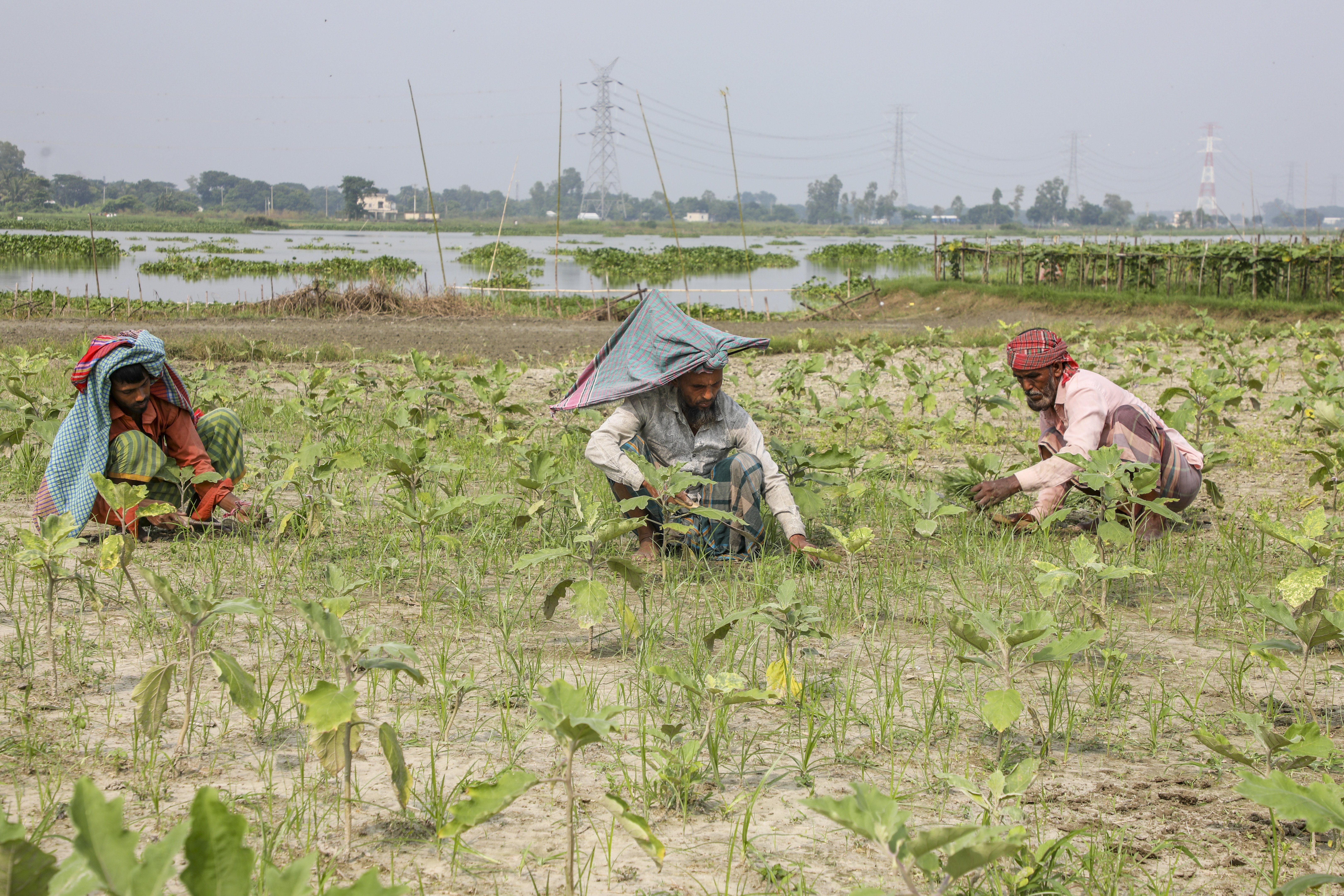 শীতকালীন ফসলের পরিচর্যা
