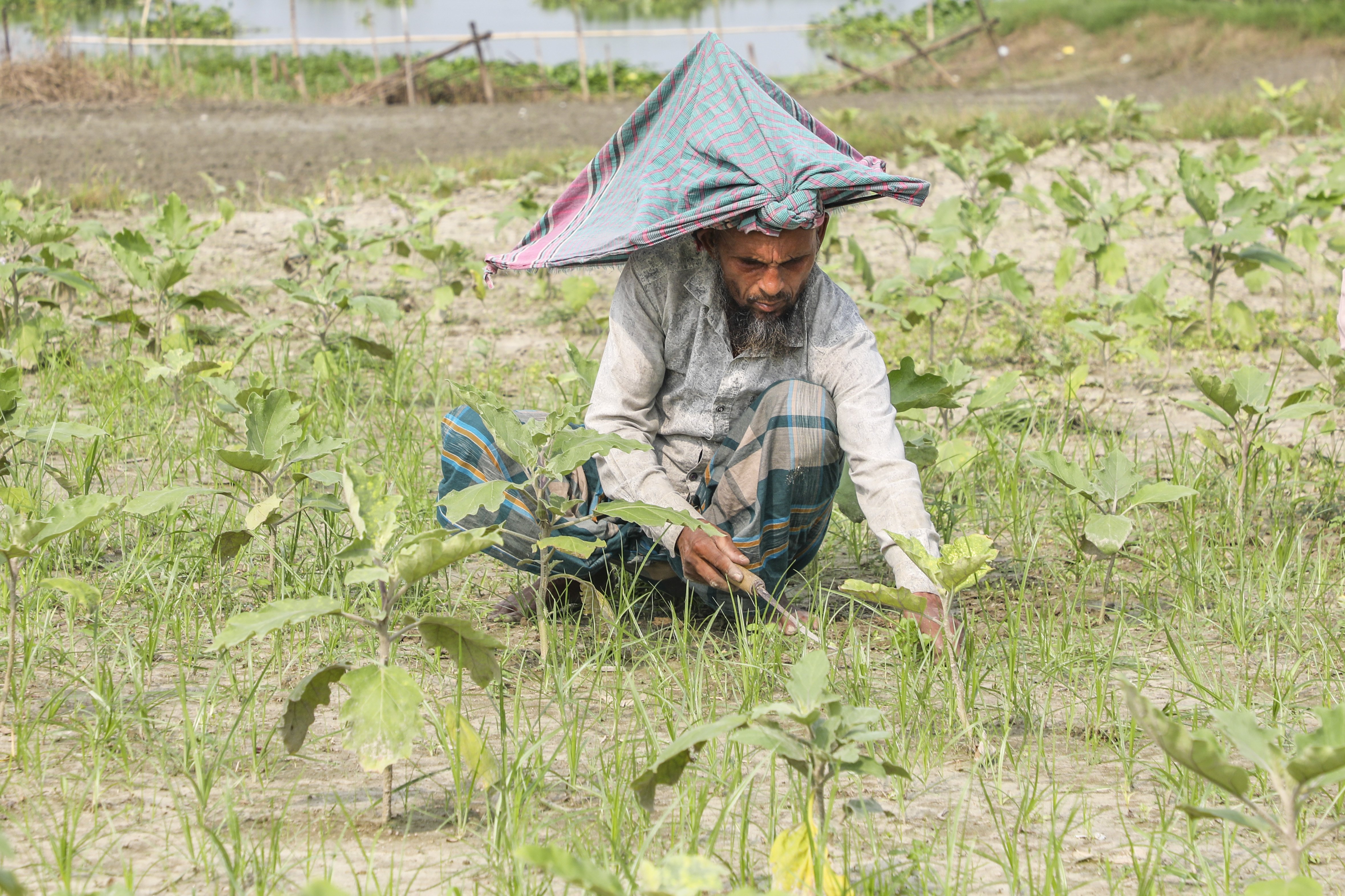 শীতকালীন ফসলের পরিচর্যা