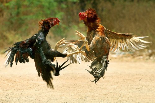 মোরগ লড়াই