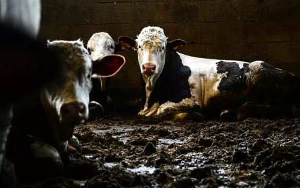 Capture