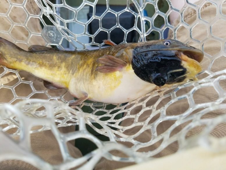 Catfish-with-Melanoma-Cancer-777x583