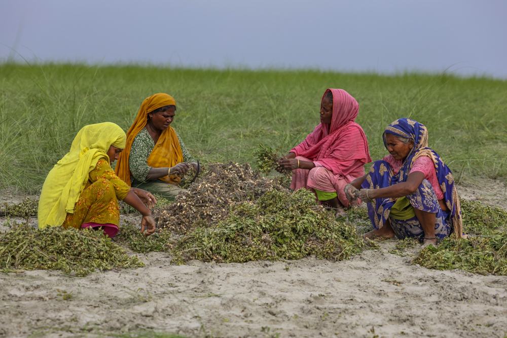 চরে বাদাম চাষ
