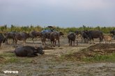 Char_Bathan_Jamuna_River_30042026_003