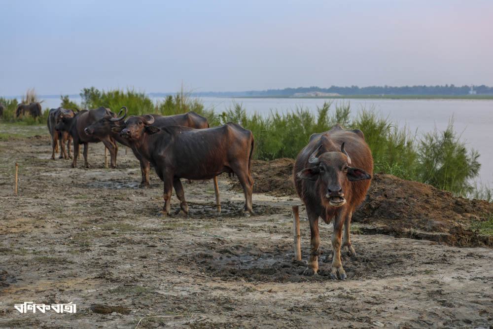 মহিষের বাথান