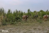 Char_Bathan_Jamuna_River_30042026_005
