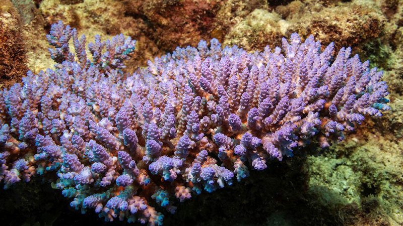 Coral-Reef-4