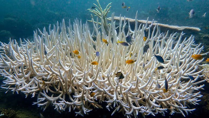 Coral-Reef7