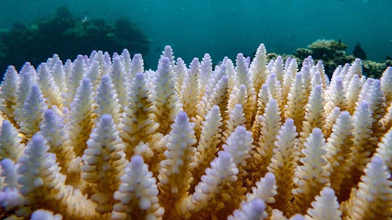Coral-Reef9