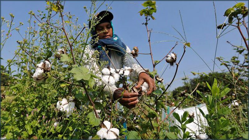 Cotton-harvesting-Reuters