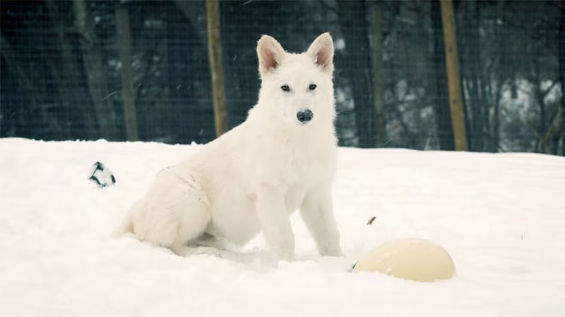 Dire-Wolf-3