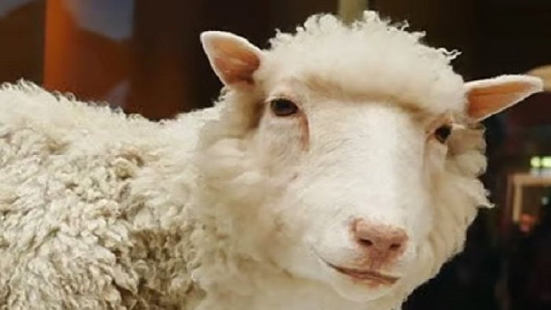 Dolly the sheep