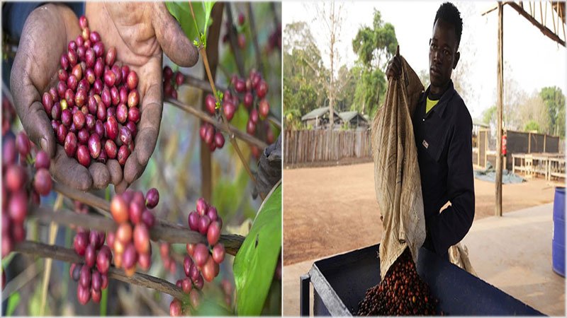 Excelsa-coffee-cherries-&-Berries-AP