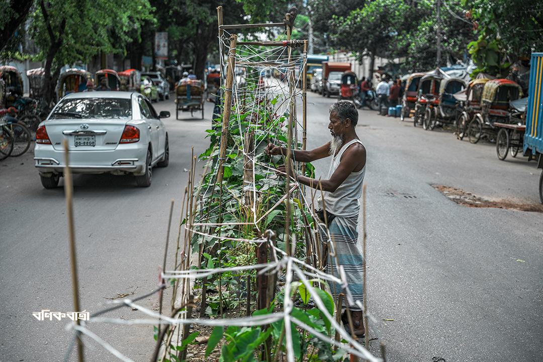 সড়ক বিভাজকে সবুজের স্বপ্ন