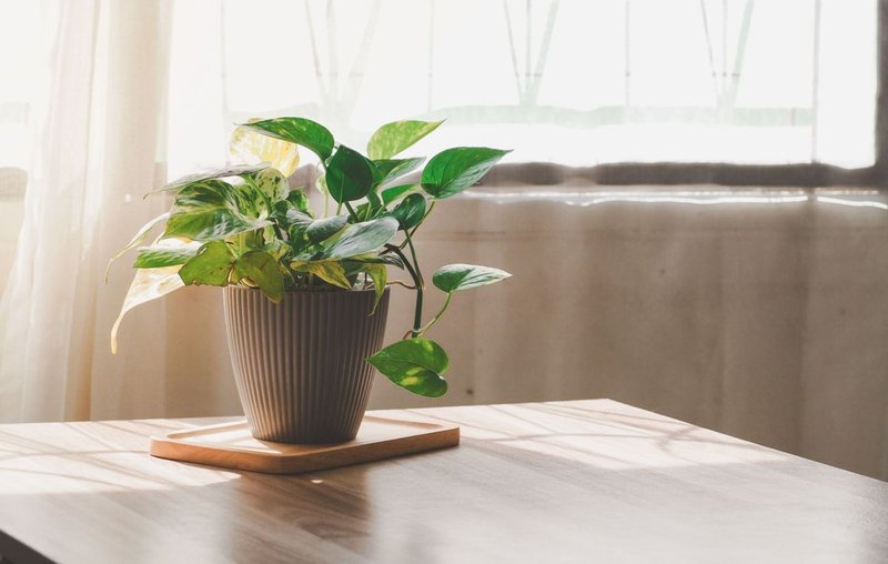 Golden_Pothos_Vastu-plants-for-home_0_1200
