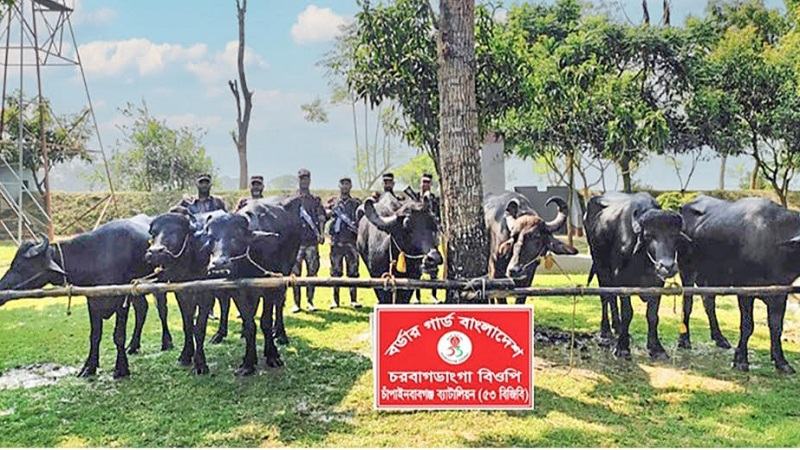 চাঁপাইনবাবগঞ্জ সীমান্তে ভারতীয় মহিষ জব্দ