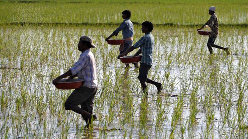 সালফার সংকটে আন্তর্জাতিক বাজারে বাড়তে পারে খাদ্যপণ্যের দাম
