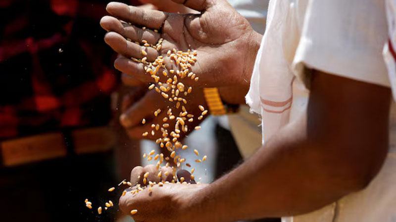 চার বছর পর ভারত থেকে বিশ্ববাজারে গম রফতানি শুরু